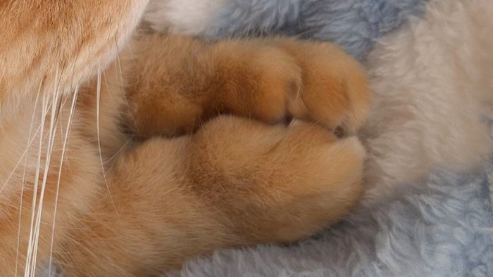 茶トラ猫の合わせた手