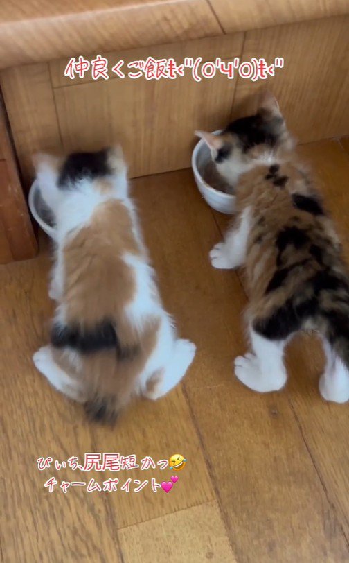 2匹並んで食事をしている子猫