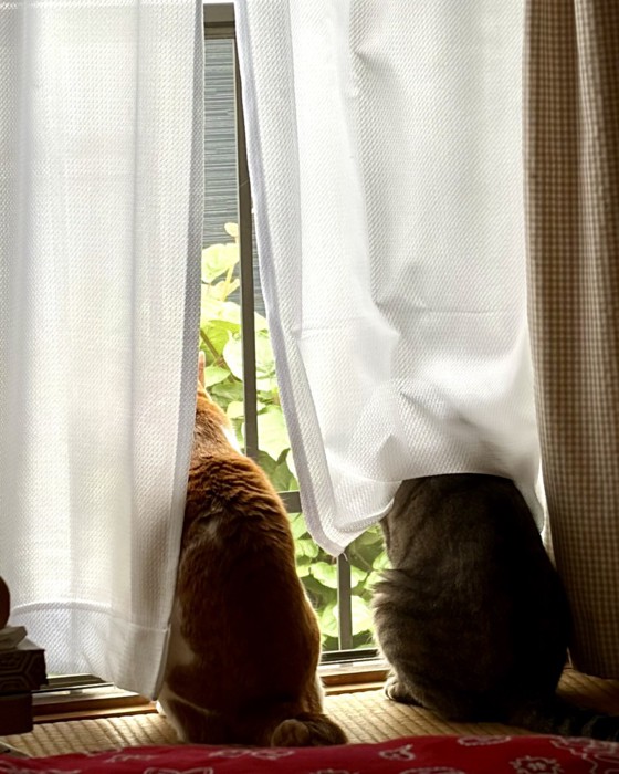 窓の外を見つめる茶白猫とキジトラ猫の背中