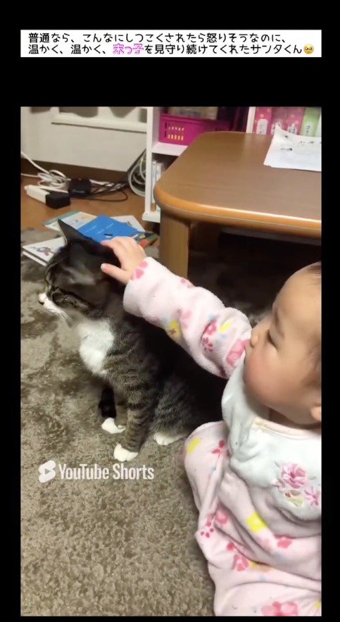 猫を見つめながら撫でる赤ちゃん