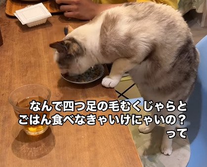 右向きでごはんを食べる猫