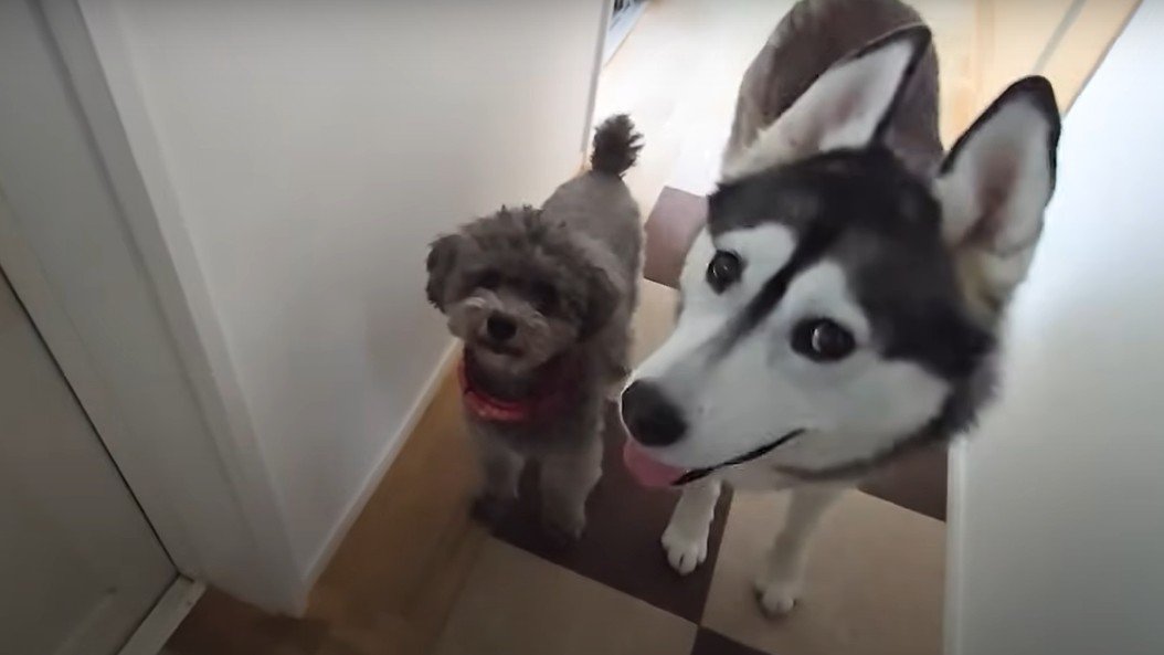 シベリアンハスキーとトイプードル