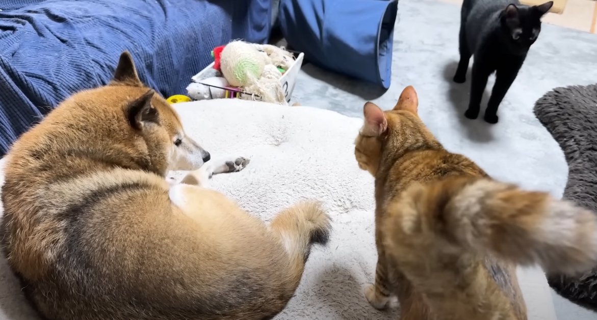 クッションの上に柴犬と猫