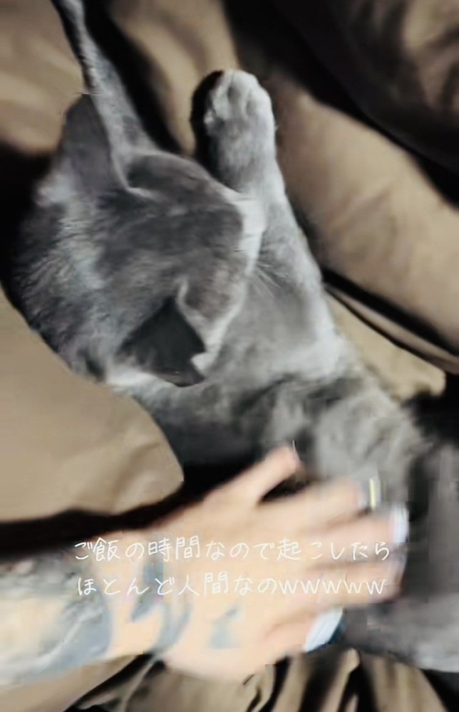 ママにお腹を撫でられる雑種猫