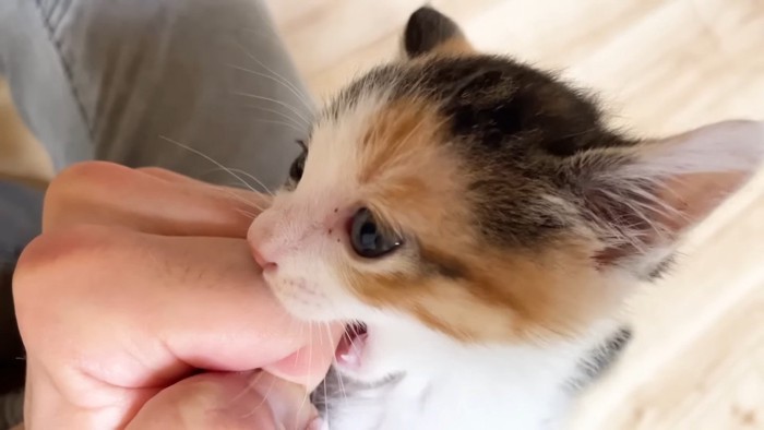噛みつく子猫