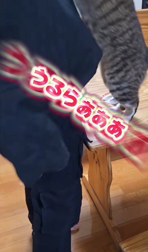 飼い主の顔に飛び掛かっている猫「うるらあああ」