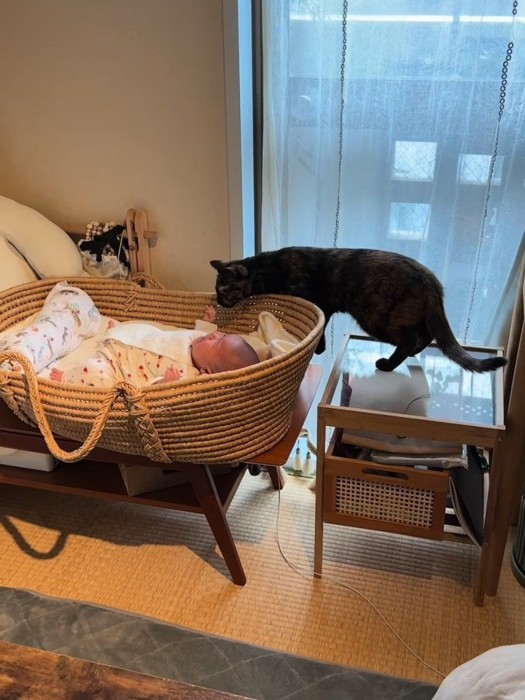赤ちゃんのベッドに近づく猫