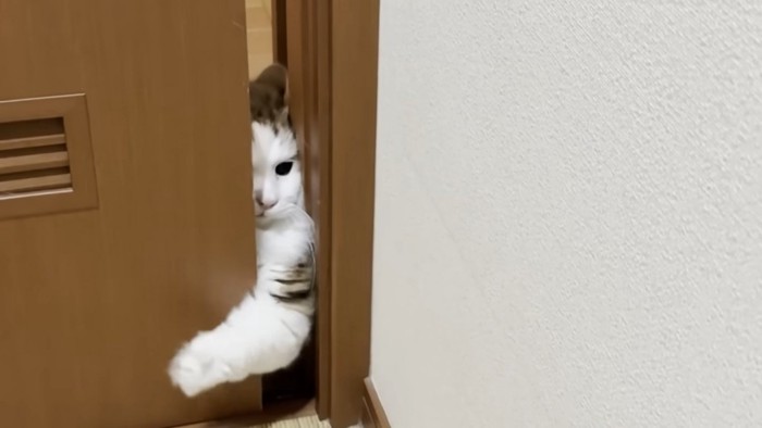 必死な猫