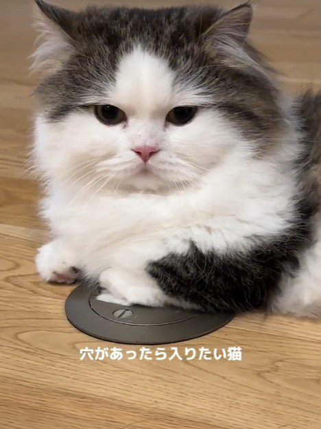 寝そべる猫