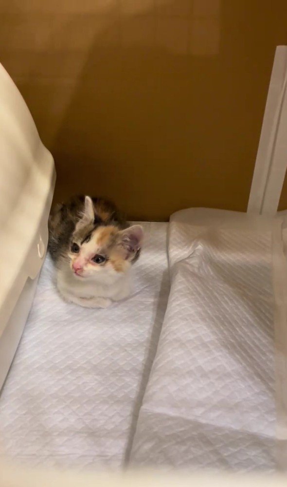 保護された子猫