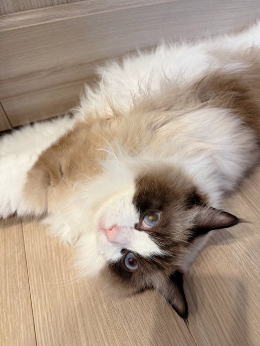 寝転がる青い目の長毛猫