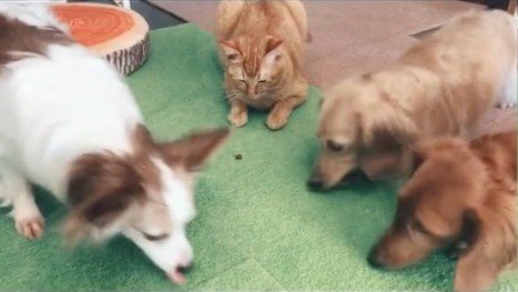 おやつを食べないねこ