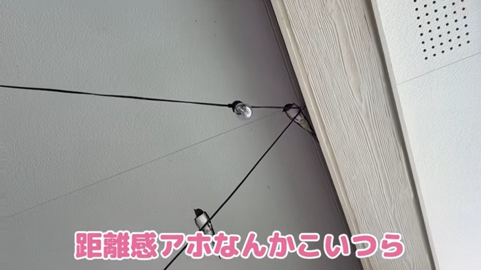 巣作りに来ているのは2羽のツバメ