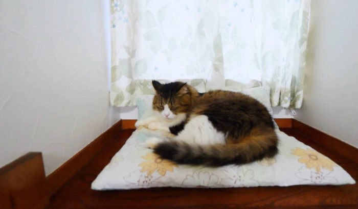くつろぐ猫