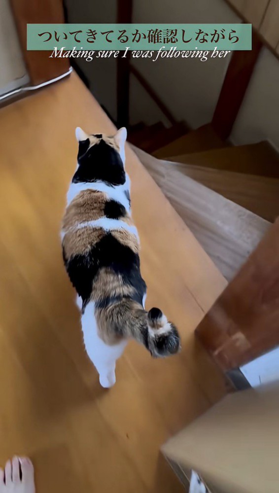 ついてきているか確認するミケちゃん：