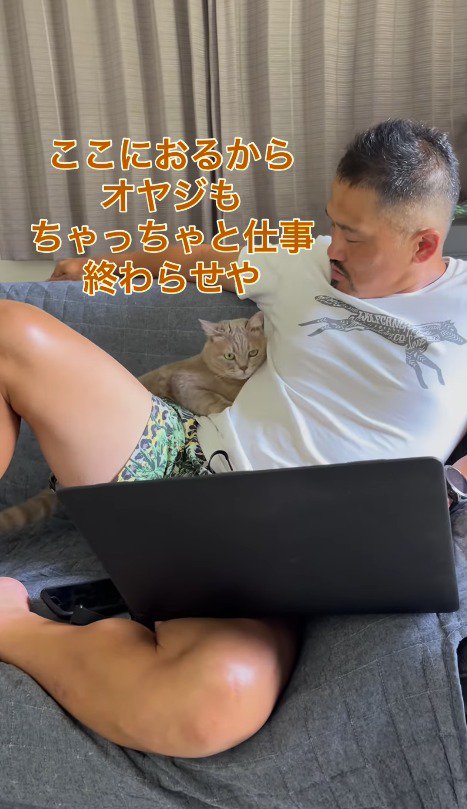 飼い主のパソコンを見つめる猫