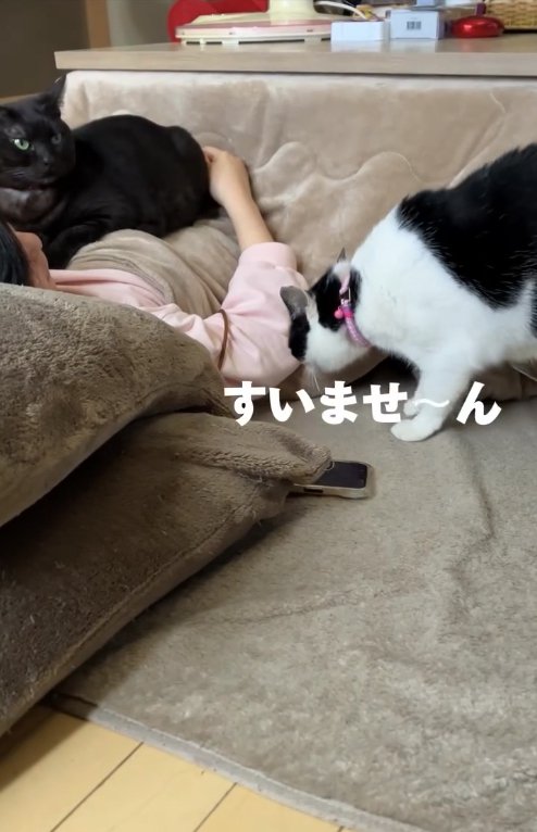 こたつで寝転がる飼い主の上に乗る黒猫と近くにきた白黒猫「すいませ〜ん」