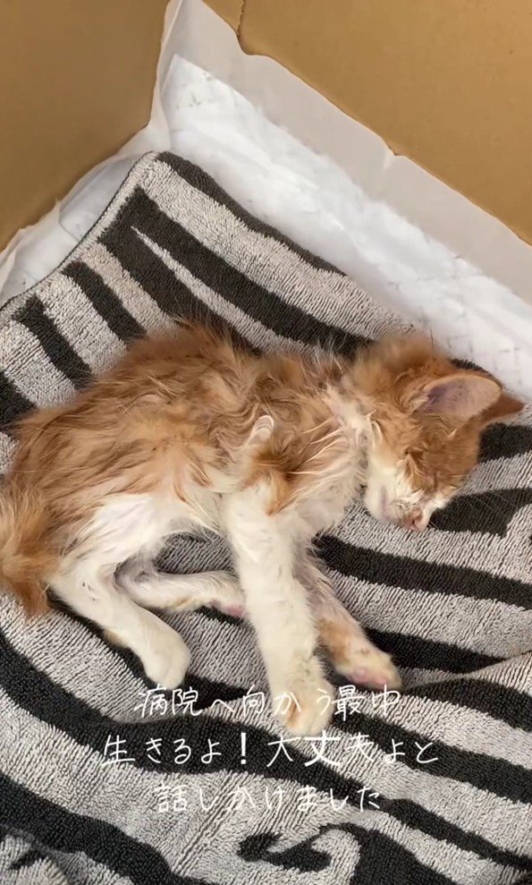 ぐったりした子猫