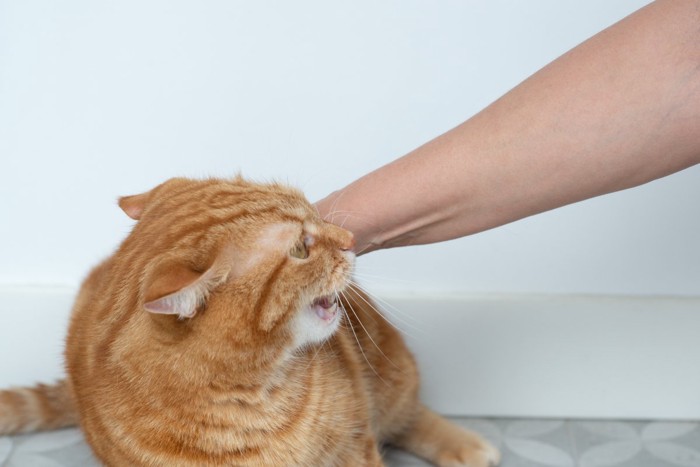 嫌がる猫