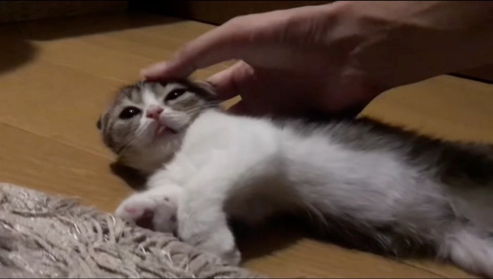 舌を出したまま飼い主を見つめる猫