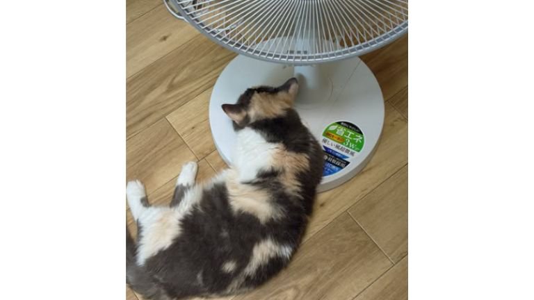 猫と扇風機