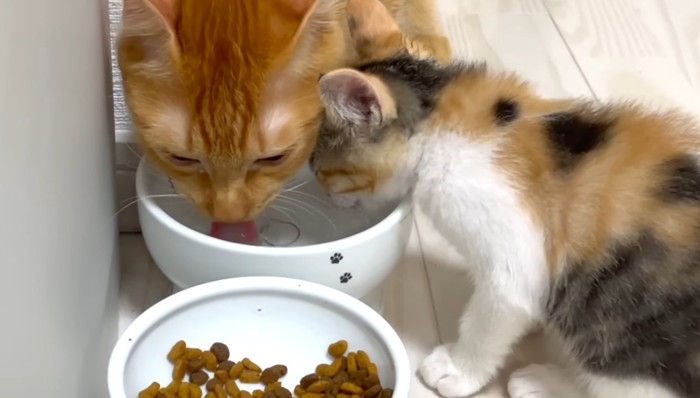 水を飲む子猫と茶トラ猫