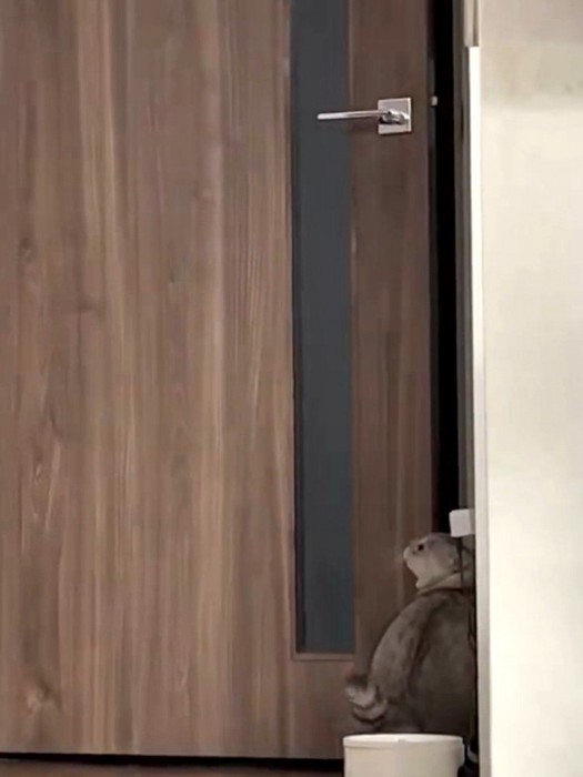 横を向いて辺りを見回す猫