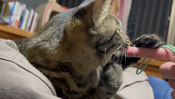 人の指にじゃれる猫