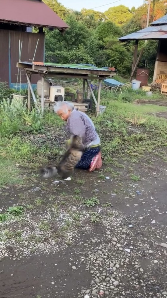 腕に飛びつく猫