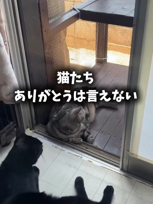 外を見ながら寝そべる猫たち