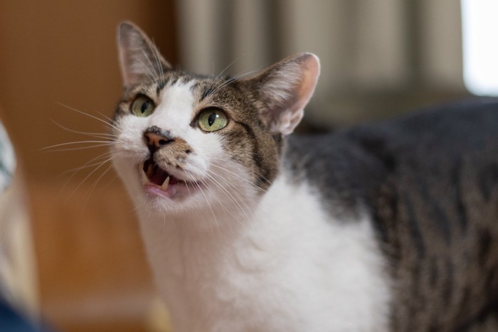 飼い主に何かを訴えるキジトラ白猫