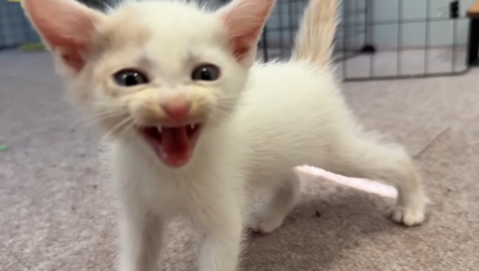 大きく口を開けて