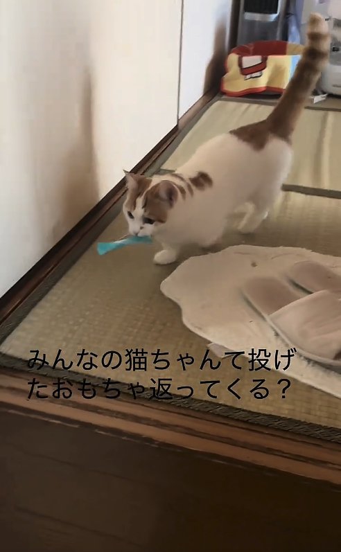 おもちゃをくわえて歩いている猫