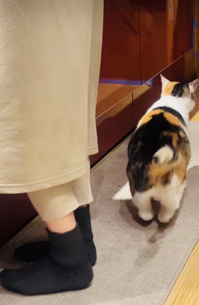 ママのそばを離れない三毛猫