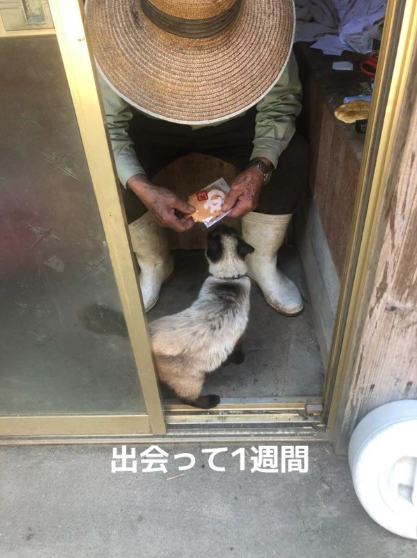 おじいちゃんと猫