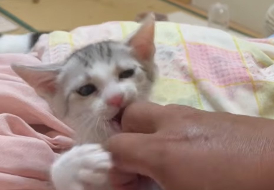 人の手を齧る子猫の正面アップ