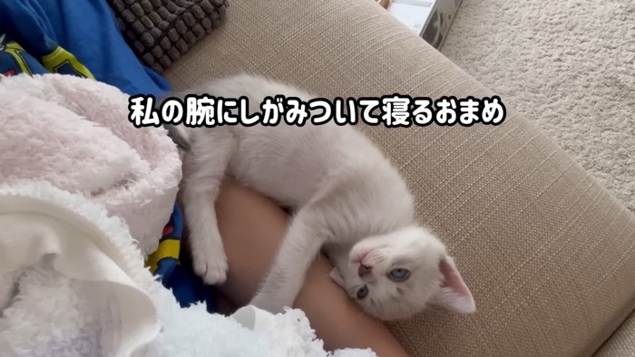 飼い主の腕で寝る子猫