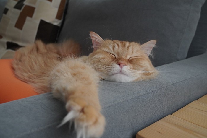 ソファーで寝ている猫