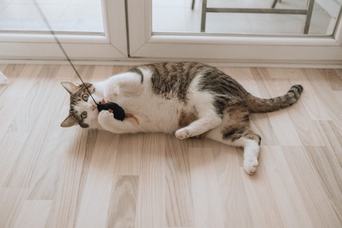 猫じゃらしに食いつく猫