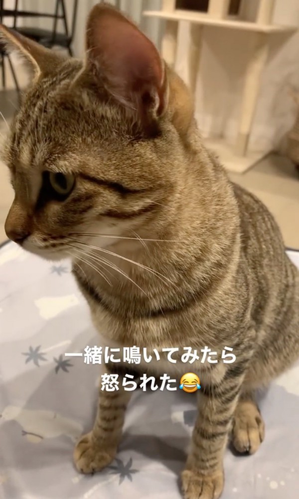 横を向く猫