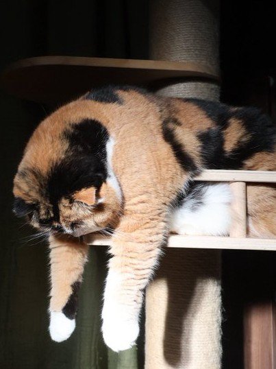 キャットタワーから上半身を乗り出す三毛猫のアップ