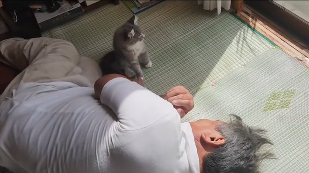 日向ぼっこする猫