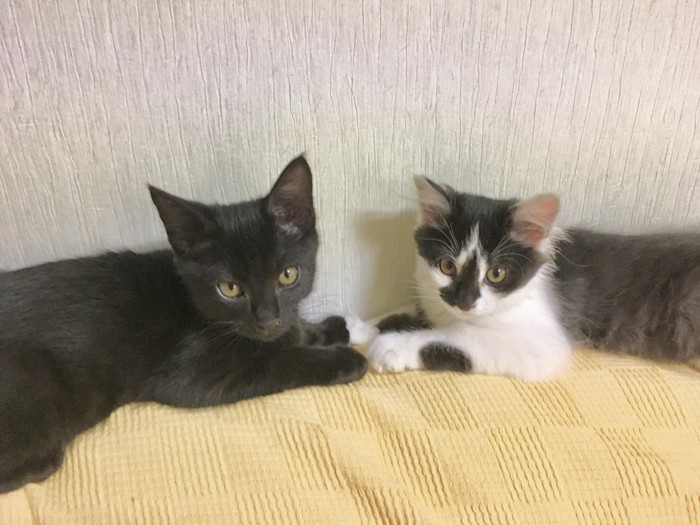 向かい合う子猫