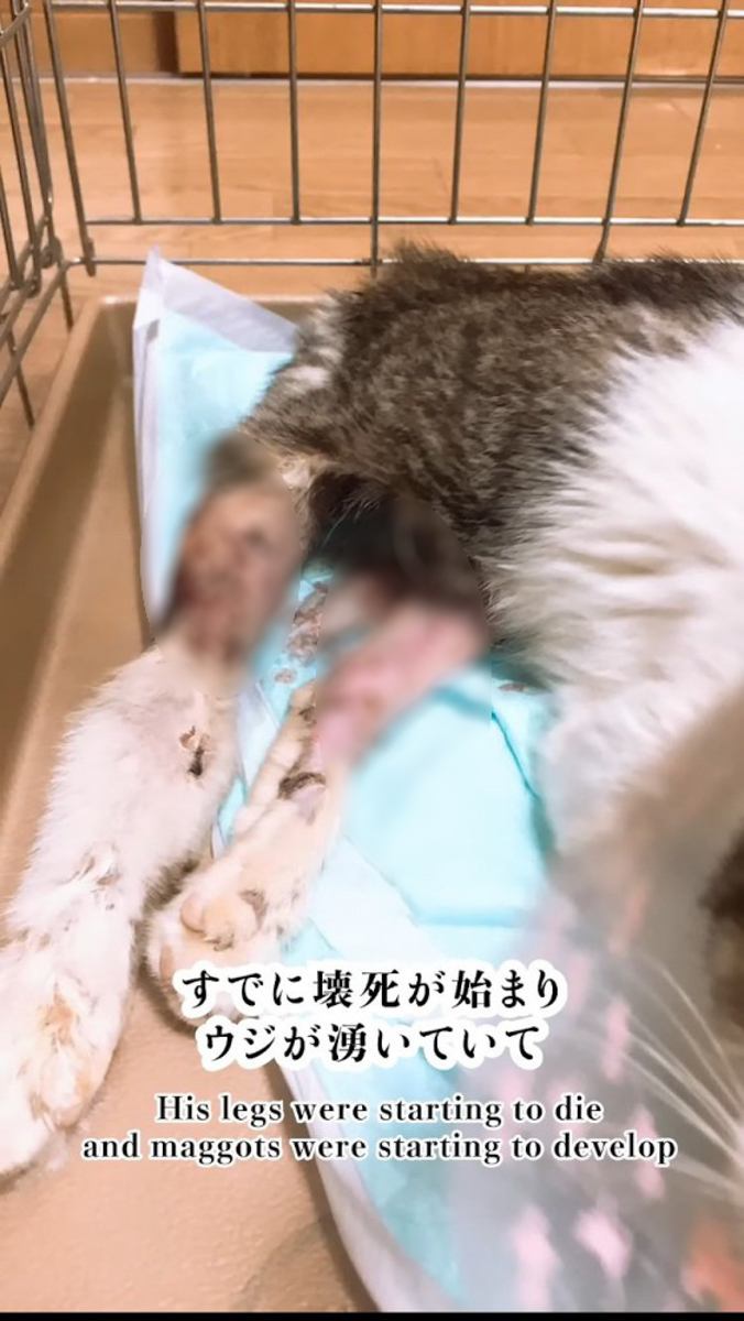 ケージの中のキジ白猫の怪我をした両後ろ足
