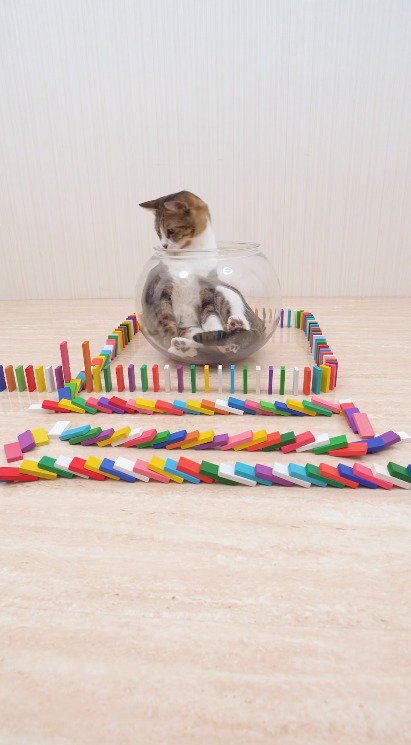 倒れていくドミノを目で追うキジ白猫