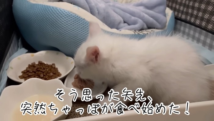 ごはんを食べる子猫
