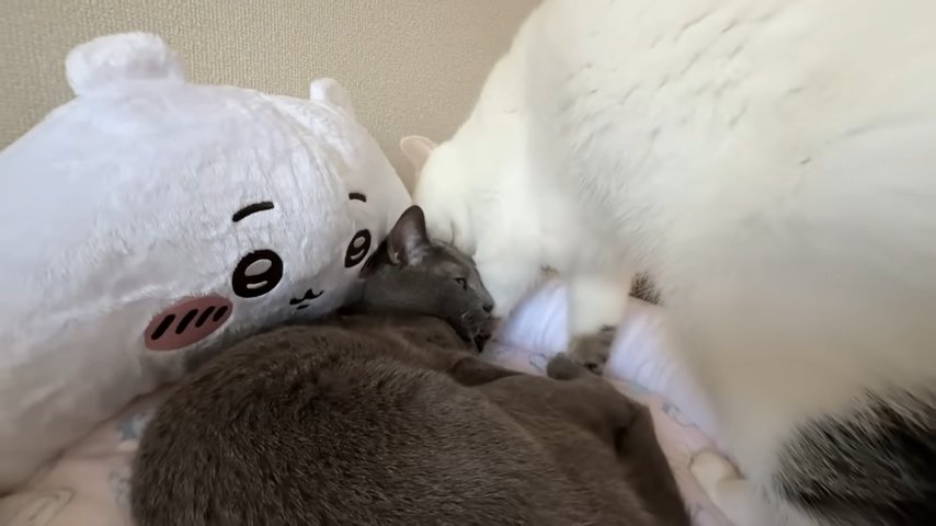 寝ている灰猫に近付く猫