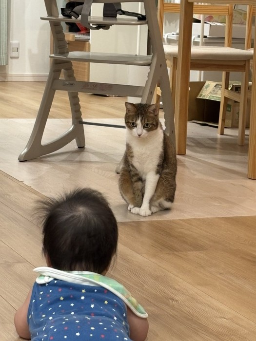 向き合う猫と赤ちゃん