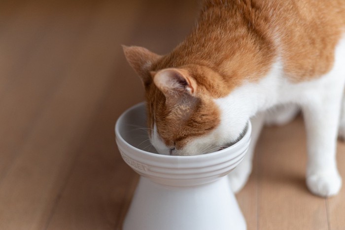 キャットフードを食べる猫