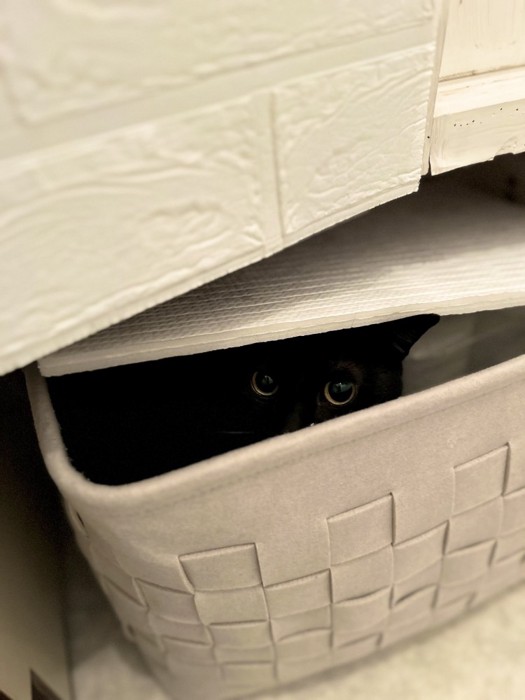 ケースから目だけ出す猫